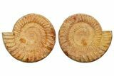 Cut & Polished Jurassic Ammonite (Perisphinctes) Fossil #364176-1